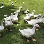 Appartamento Ferienwohnungen-jappe-landlust Großenbrode