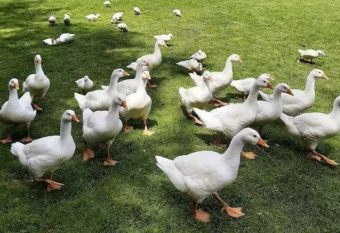 Appartamento Ferienwohnungen-jappe-landlust Großenbrode